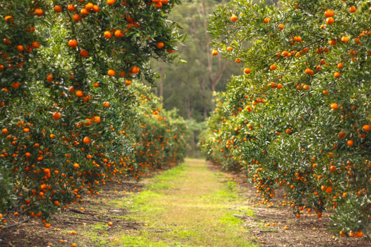 Orange Grove